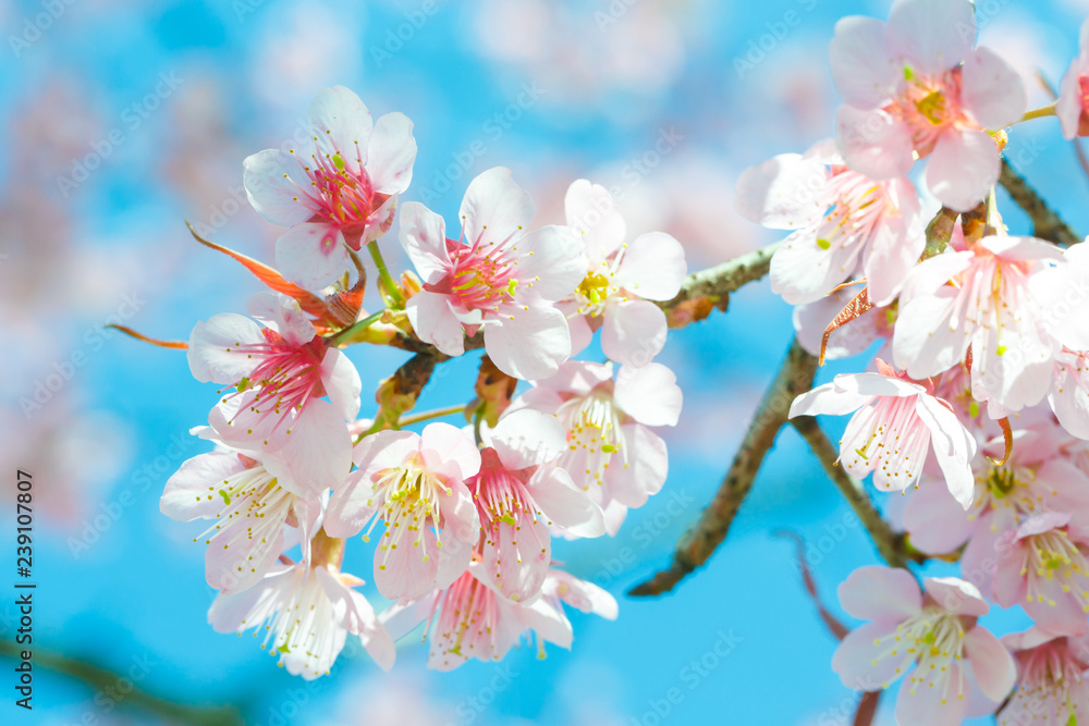 Obraz premium Beautiful Pink Cherry Blossom or Sakura flower blooming in blue sky on nature background , Soft focus