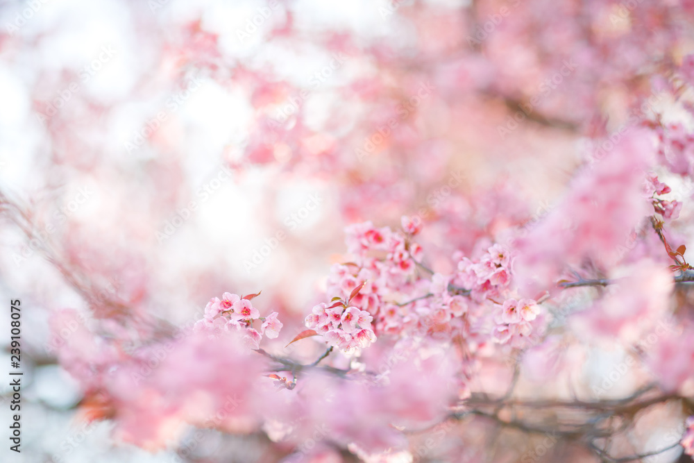 Obraz premium Beautiful Pink Cherry Blossom or Sakura flower blooming in nature background , Soft focus