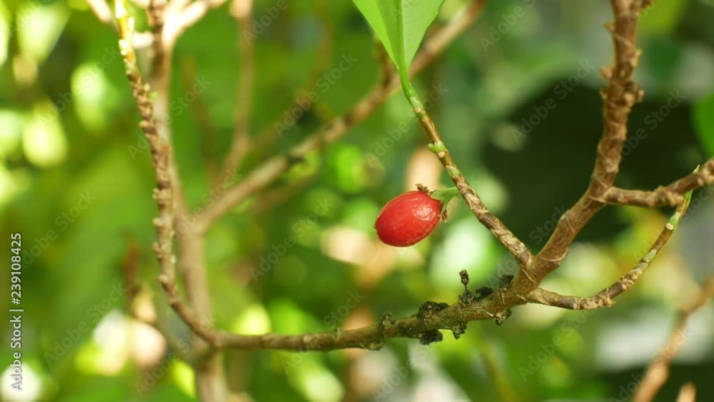 Erythroxylum coca, coca bush in a flowerpot in a tropical greenhouse
