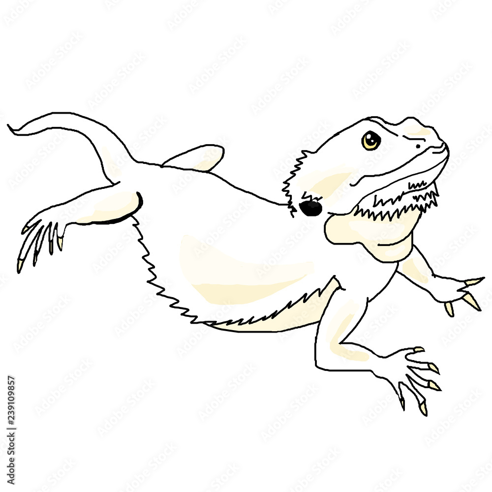 フトアゴヒゲトカゲ ハイポゼロ Stock イラスト Adobe Stock