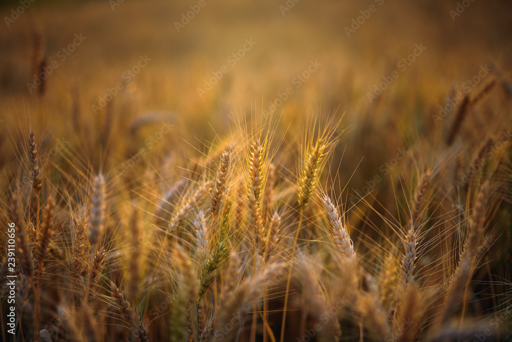 golden ripe barley field in evening sunlight golden ripe barley field in evening sunlight
