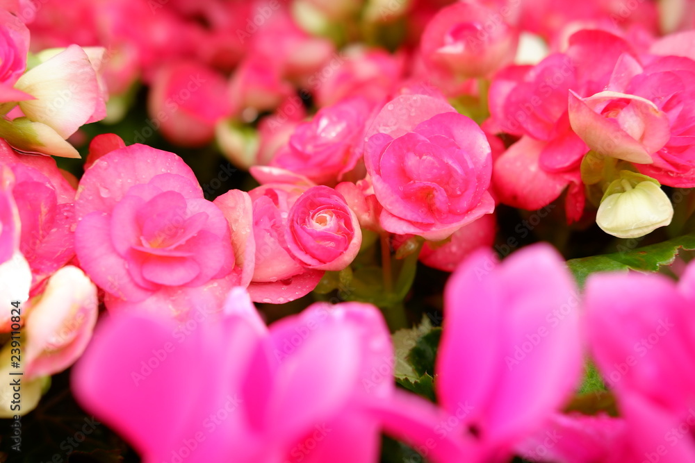 beautiful flower background beautiful flower background