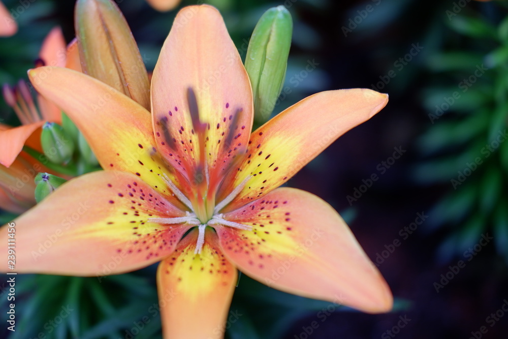 lily flower close up lily flower close up