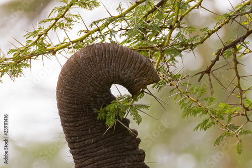 African elephant pulling twig of yellow barked Acacia, fever tree at Ngorongoro Crater, Tanzania, Africa. photo