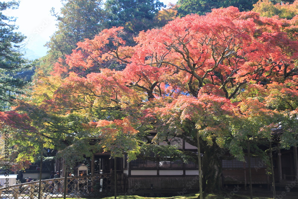 Naklejka premium Wielki Kaede z Thunder Mountain