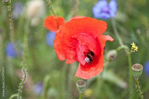 Fototapeta Naklejka Na Ścianę i Meble -  Mohnblume mit Biene