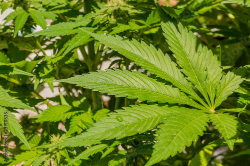 Cannabis Home Grown Medical Marijuana Leaf