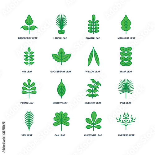 Set Of 16 icons such as Cypress leaf, Chestnut Oak Yew Pine Rasp