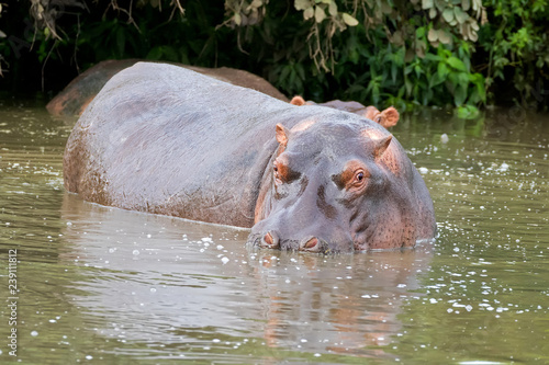 Hippopotamus, hippo in water showing only eyes, nostrils, ears at Serengeti National Park in Tanzania, Africa.