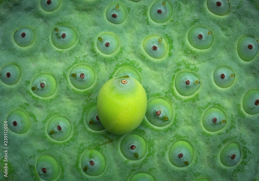 Colorful detail of the lotus seeds. Colorful detail of the lotus seeds.