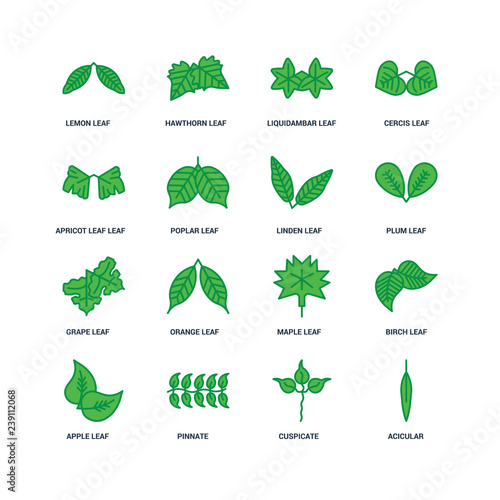Set Of 16 icons such as Acicular, Cuspicate, Pinnate, Apple leaf