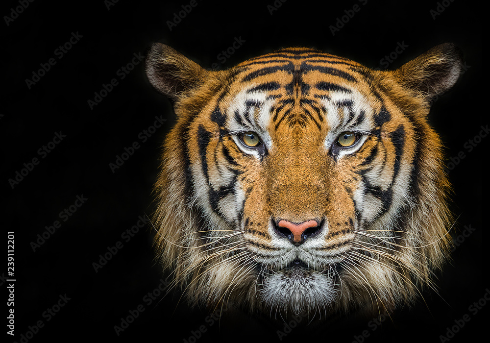 Tiger face on black background. Stock Photo | Adobe Stock