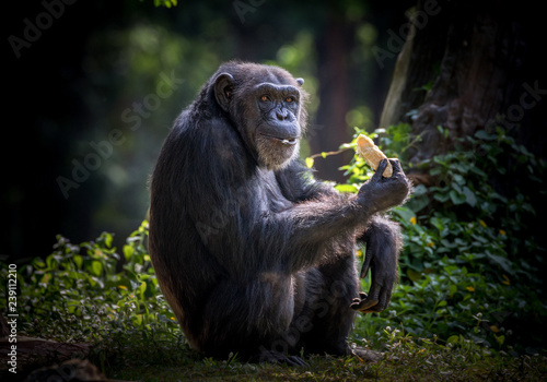 Принти на полотні Chimpanzees are resting in the wild.