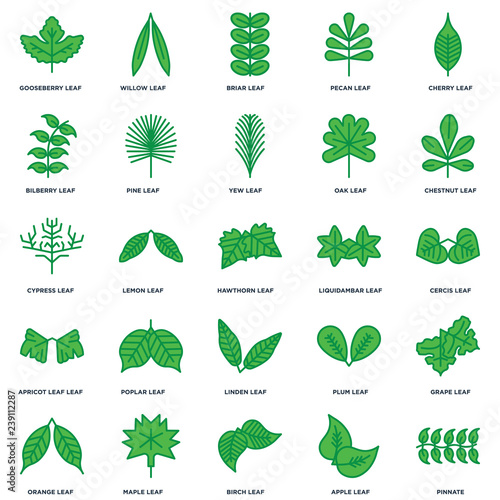 Set Of 25 icons such as Pinnate, Apple leaf, Birch Maple Orange Chestnut Liquidambar Linden Apricot leaf Bilberry Briar Willow icon
