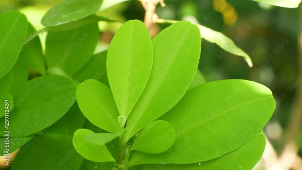 Erythroxylum coca, coca bush in a flowerpot in a tropical greenhouse
