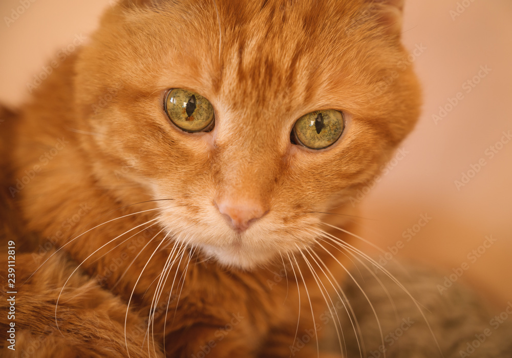 Adorable red cat. Selective focus. Adorable red cat. Selective focus.