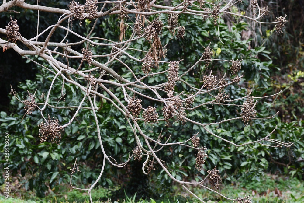 Toxicodendron sylvestre Toxicodendron sylvestre