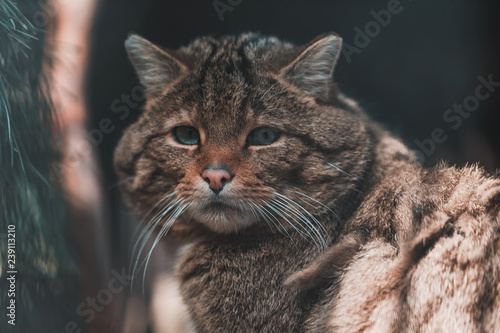 Amur forest cat © Ernest Vursta