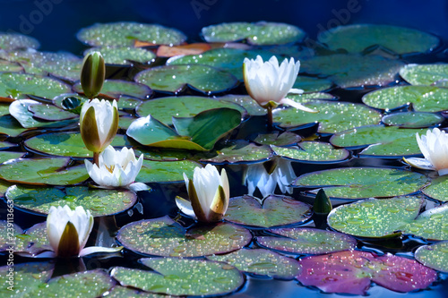 Fototapeta Naklejka Na Ścianę i Meble -  White water lilies in sunny day