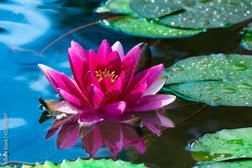 Fototapeta Naklejka Na Ścianę i Meble -  Pink water lily in pond