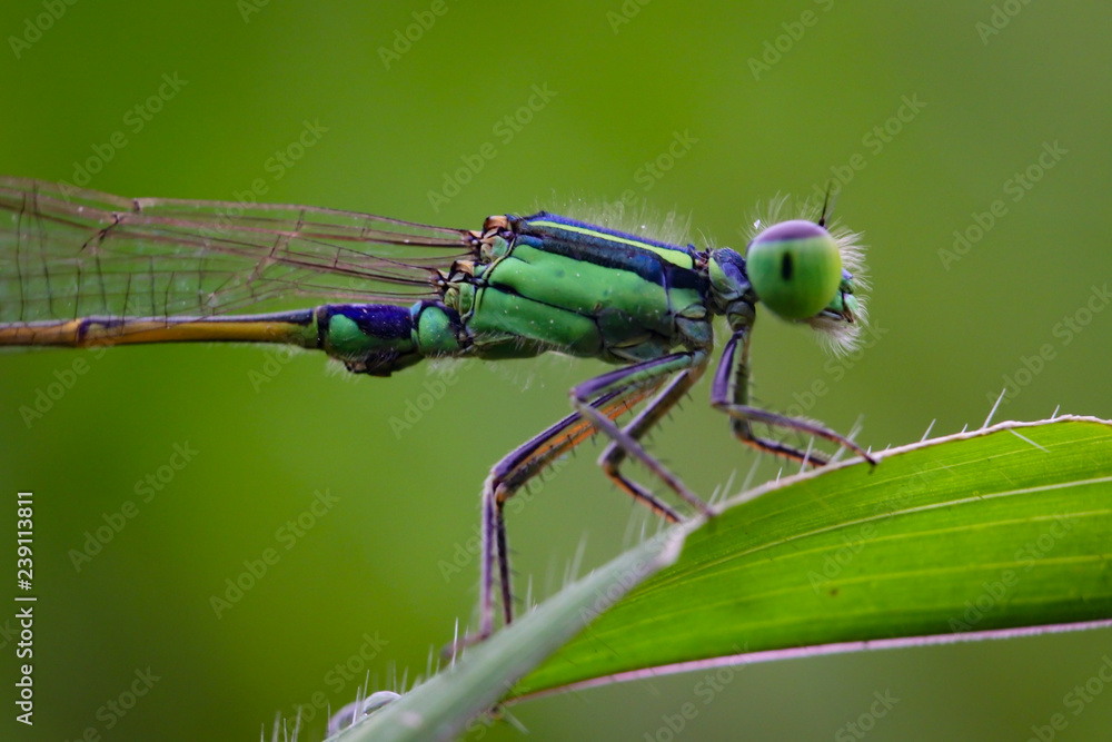 Detailed closeup photo of blue tail damselfly or dragonfly head Detailed closeup photo of blue tail damselfly or dragonfly head