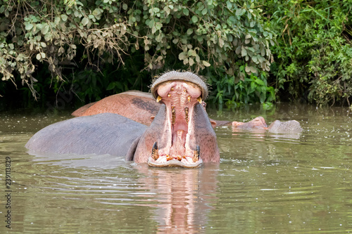 Hippopotamus, hippo yawns in water to make threat gesture. Showing tusks-like teeth at Serengeti in Tanzania, Africa .