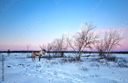 A reindeer walking on the snow at Lovozero, north of Russia photo