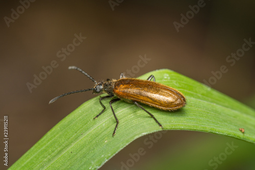 bug on a leaf © pavelvrnphoto
