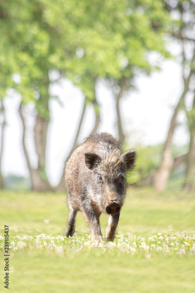 緑地を歩く子供のイノシシ Stock 写真 Adobe Stock