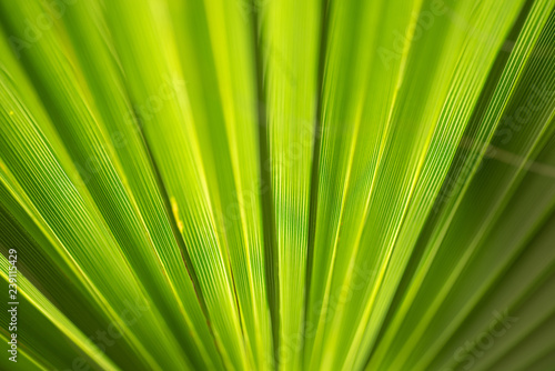 close up shot of green leaf