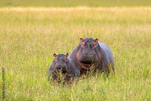 Hippopotamus, hippo standing in grassland at Serengeti National Park in Tanzania, East Africa.