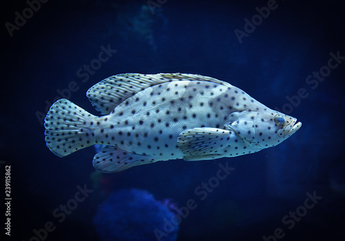 barramundi cod / grouper fish swimming marine life underwater ocean - fish humpback grouper © Bigc Studio