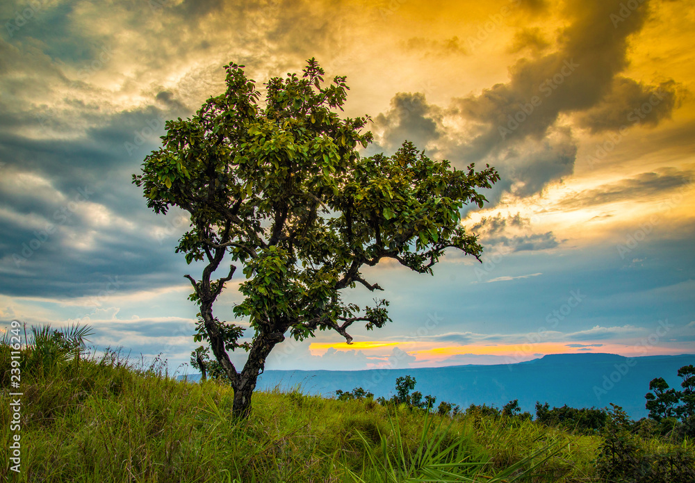 Obraz premium one tree on green grass field / the tree on slope hill mountain and beautiful sunrise with tree alone