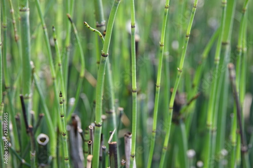 green grass with water drops