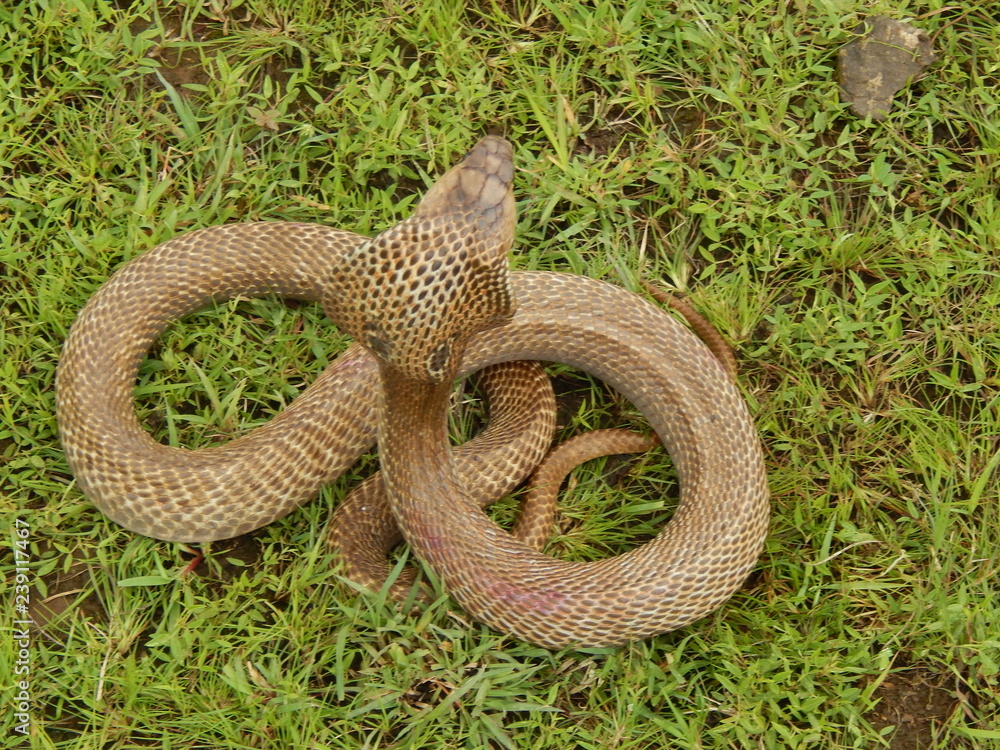 Fototapeta premium snake in the grass