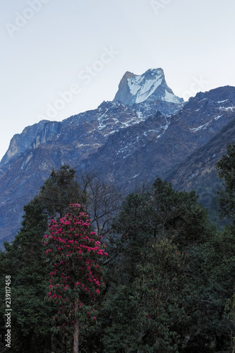 Fish Tail or Mt.Machhapuchhare in Nepal photo