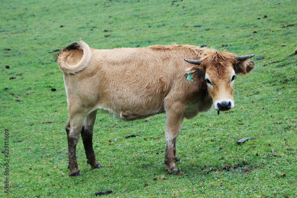 A cow in Covadonga lagos National park Picos de Europa, Spain A cow in Covadonga lagos National park Picos de Europa, Spain