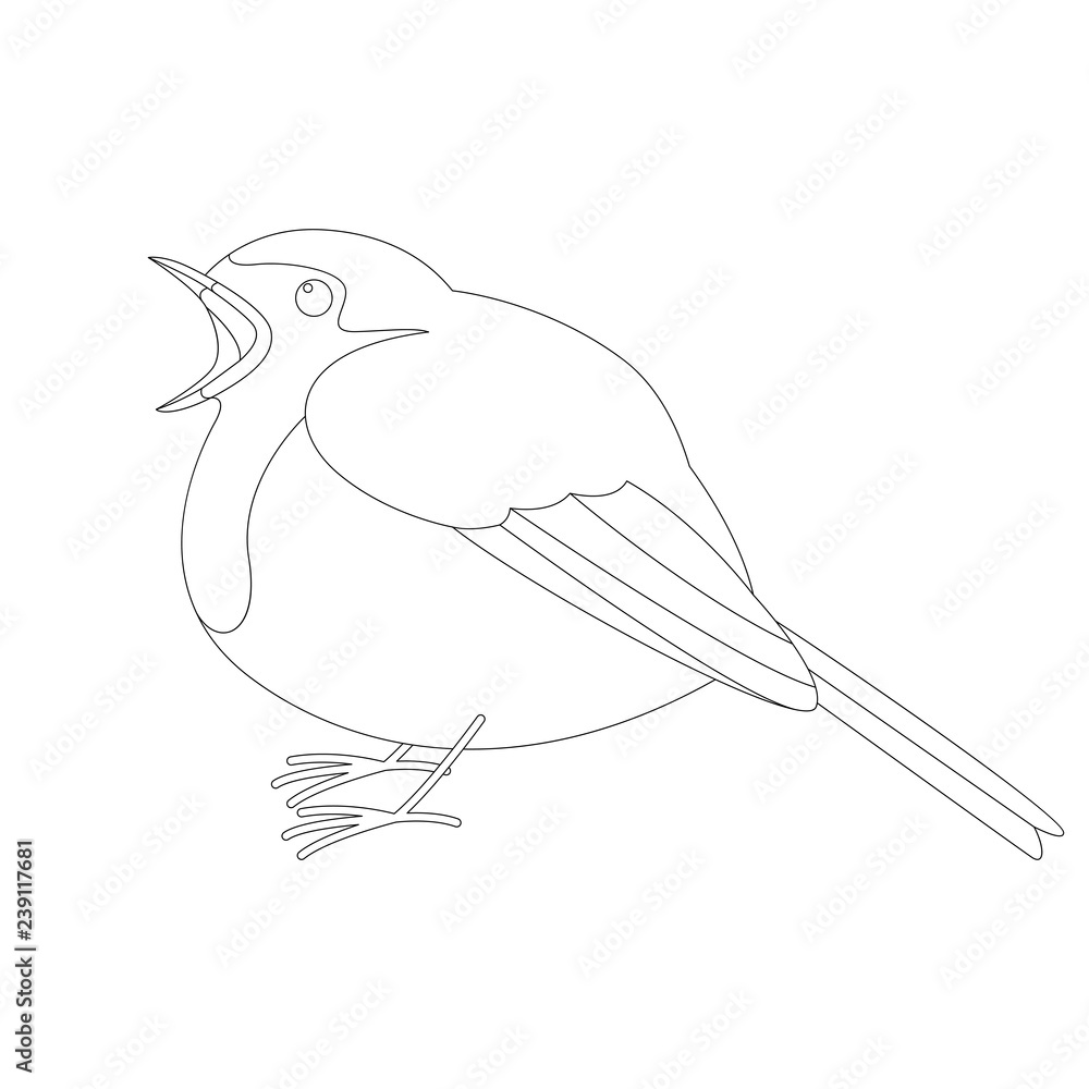 robin bird ,vector illustration , lining draw robin bird ,vector illustration , lining draw