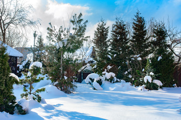beautiful winter snowy garden view  in sunny cold day