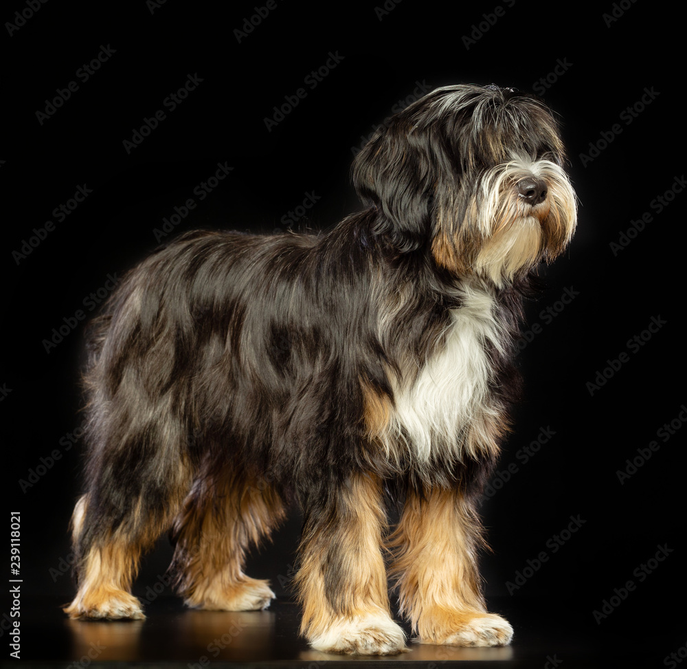 Tibetan Terrier  Dog  Isolated  on Black Background in studio