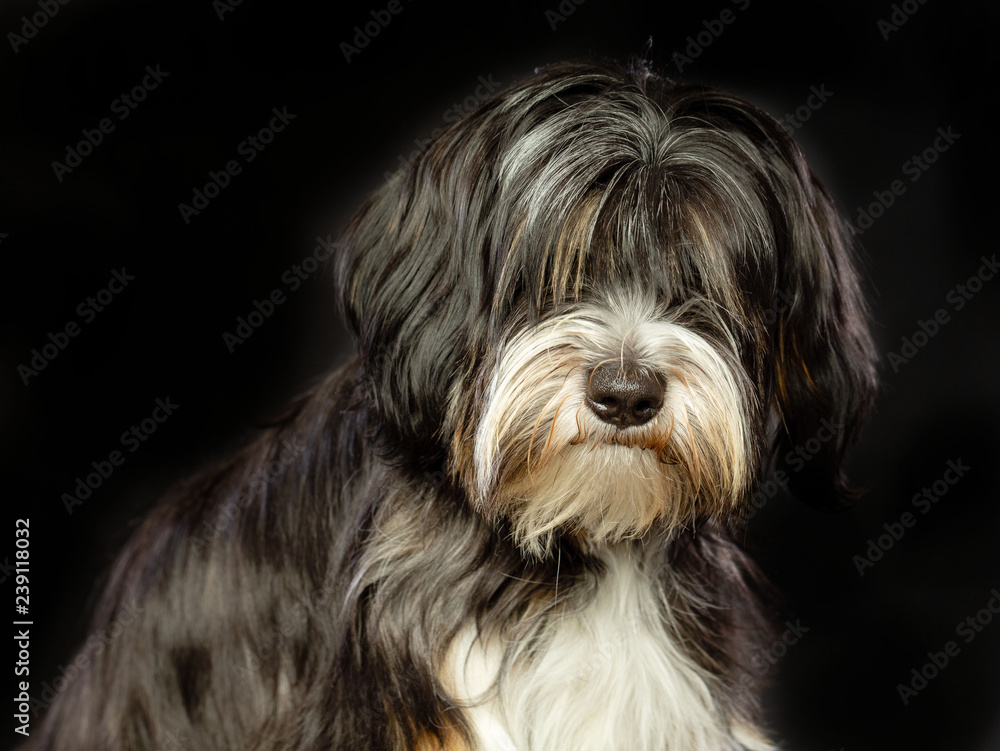 Tibetan Terrier Dog Isolated on Black Background in studio Tibetan Terrier Dog Isolated on Black Background in studio