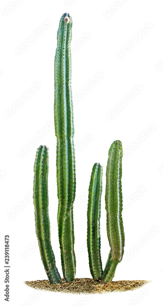 cactus isolated on white background cactus isolated on white background