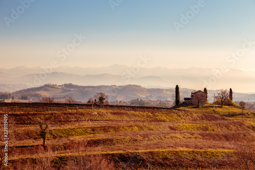 Sunset in the vineyards of Collio, Italy