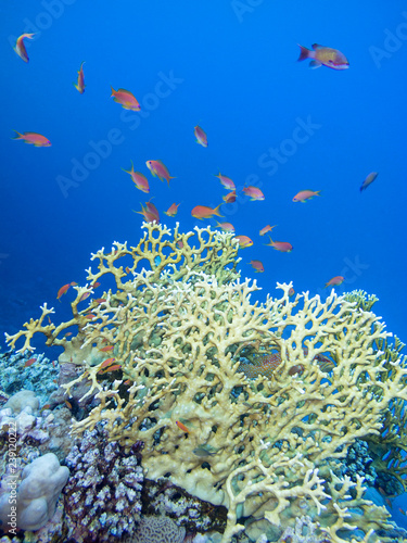 Fototapeta Naklejka Na Ścianę i Meble -  Colorful coral reef on the bottom of tropical sea, underwater landscape