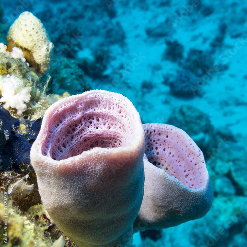 Colorful coral reef on the bottom of tropical sea, violet sea sponge