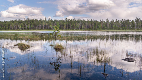 Lapland summer landscape.Small lake in natural park.