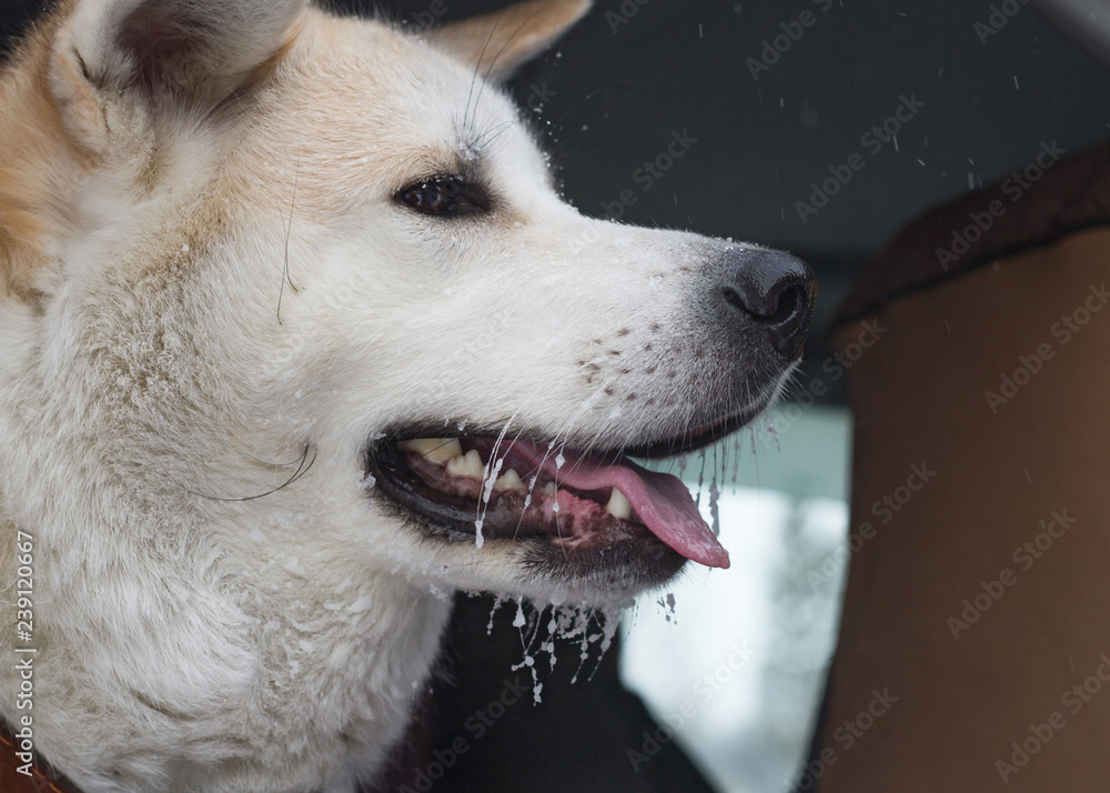 The face of a Japanese Akita Inu dog whose mustache is covered with snow and ice on a winter snow day during a snowfall in a car.