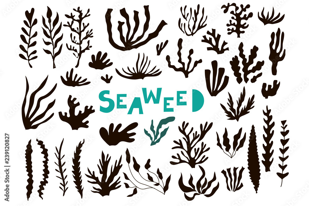 Seaweed1 Seaweed1