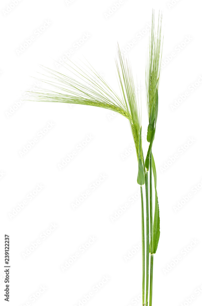 Green spikelets of barley on white background Green spikelets of barley on white background