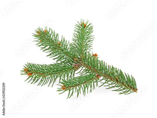Closeup of fir branch isolated on a white background